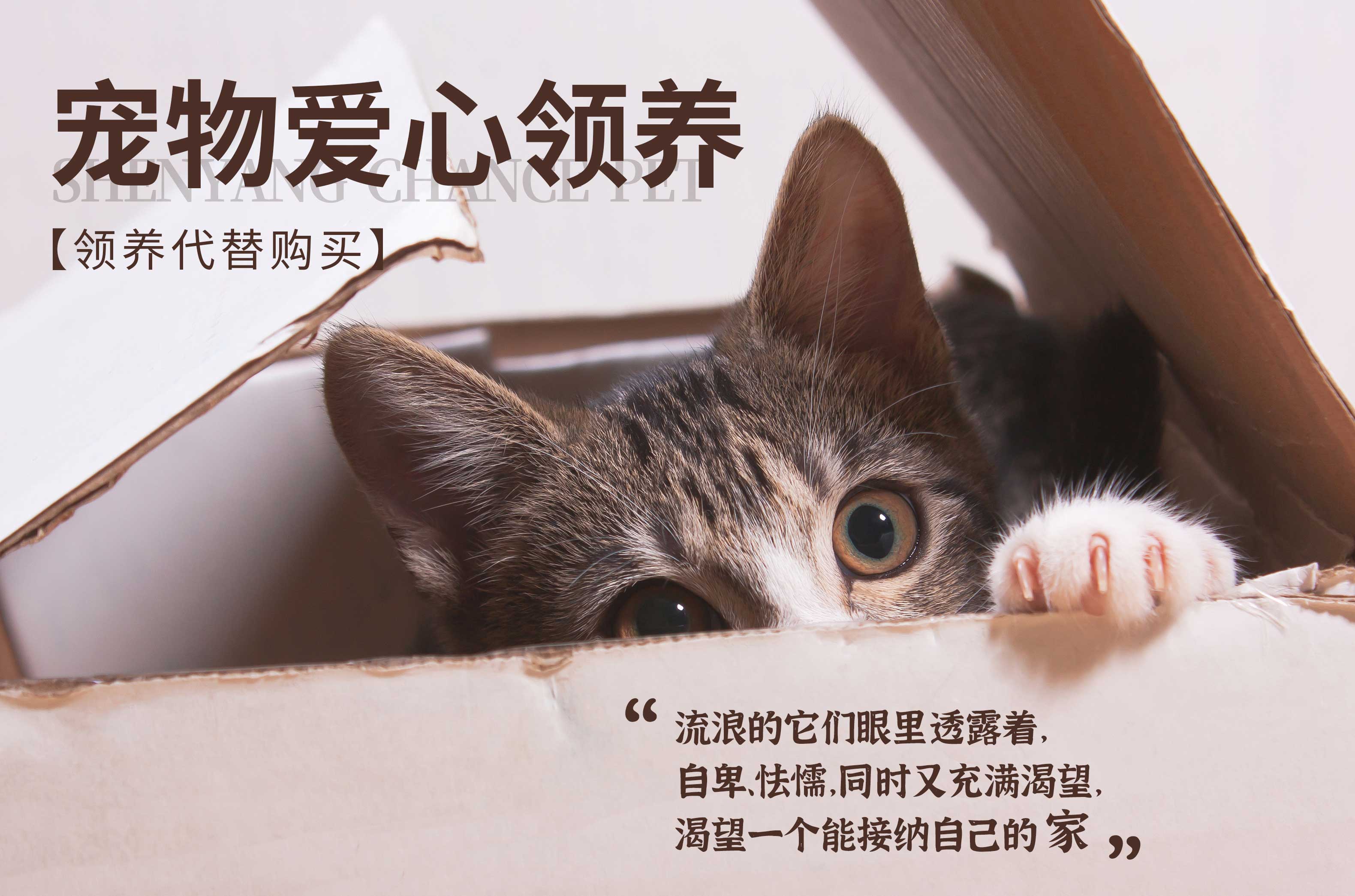 千寻宠物领养日丨温暖永不散场