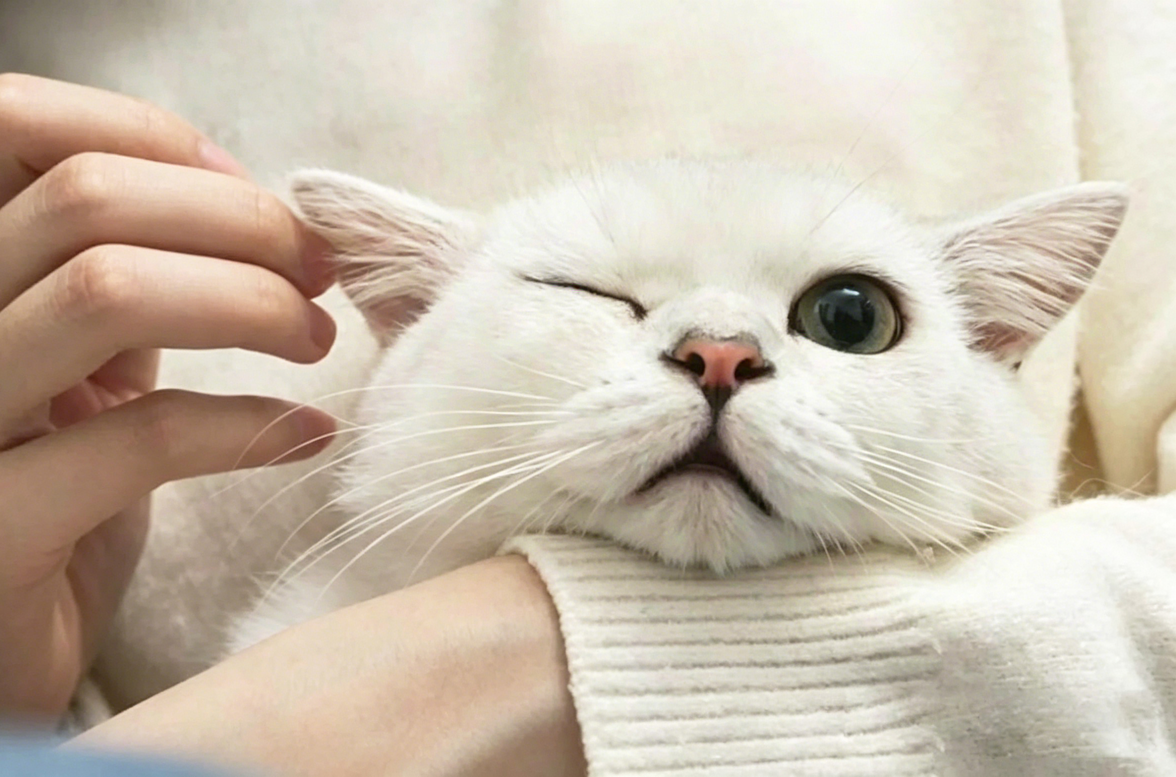 猫咪耳螨大揭秘！铲屎官必看指南