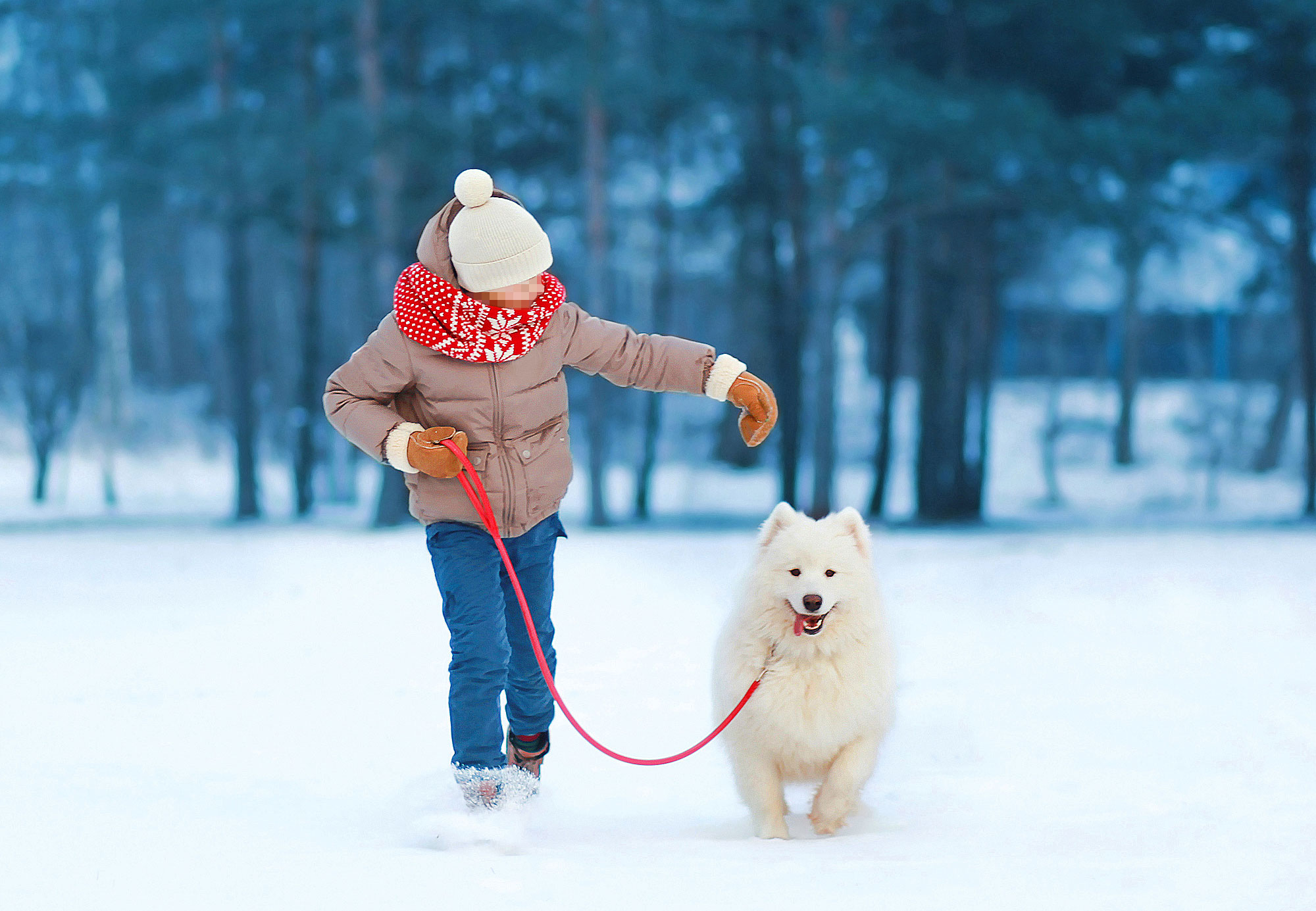 冬季遛狗安全指南与五大注意事项~