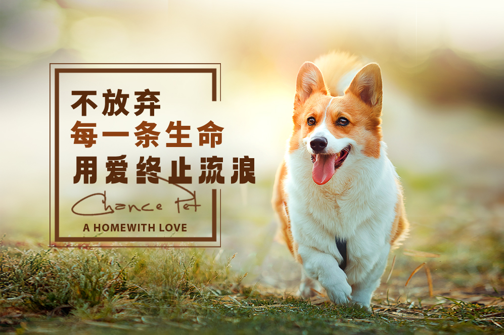 千寻宠物领养日丨爱的告白在北一路万达响起