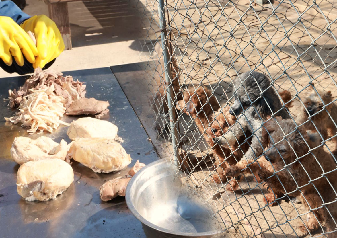 爱心汇聚丨为毛孩子们“贴秋膘”送温暖