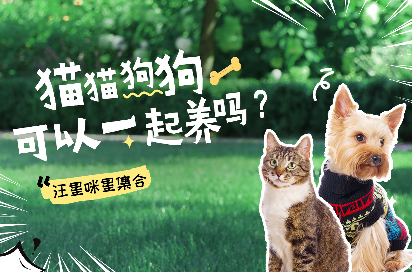 猫和狗可以一起养吗？科学磨合法打造和谐双宠~