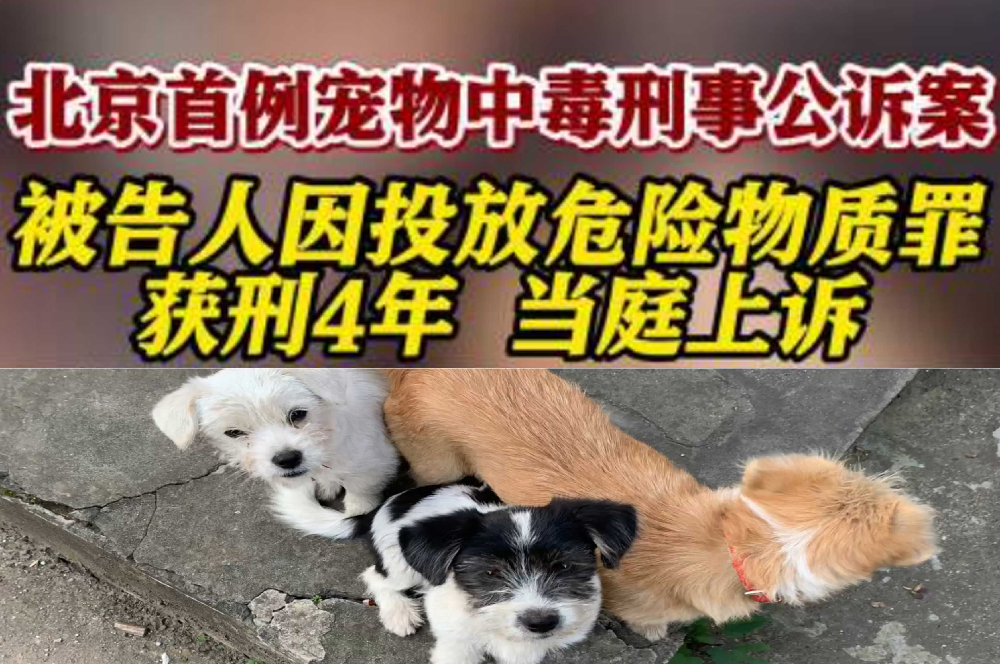 男子小区投毒致9条狗死亡，获刑4年！投毒事件背后的警钟！