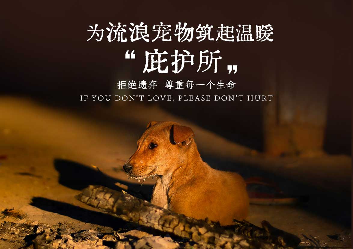 为年迈体弱的流浪宠物筑起温暖“养老院”