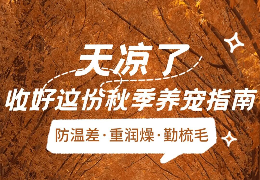 天凉了！收好这份深秋养宠指南