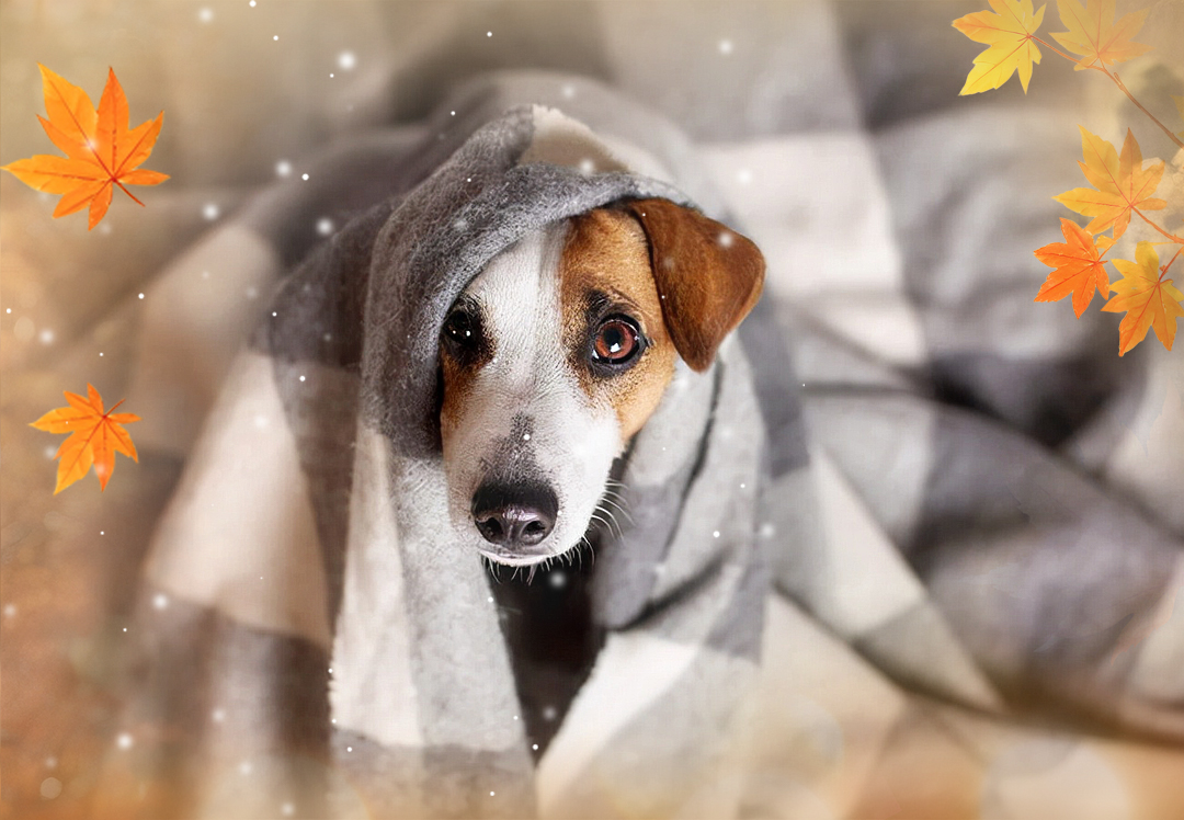 天气大幅降温丨养狗全攻略~