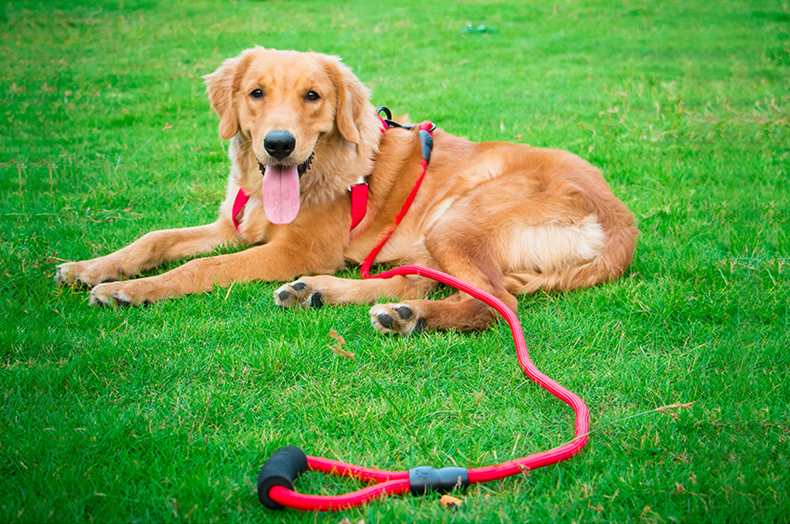狗狗牵引绳到底应该怎么选？