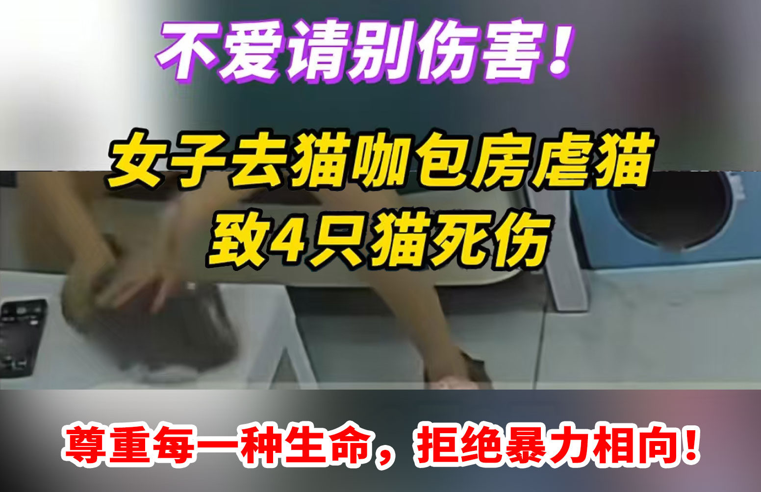 虐猫致死事件频发！一女子猫咖虐死4只小奶猫，将面临刑事处罚！