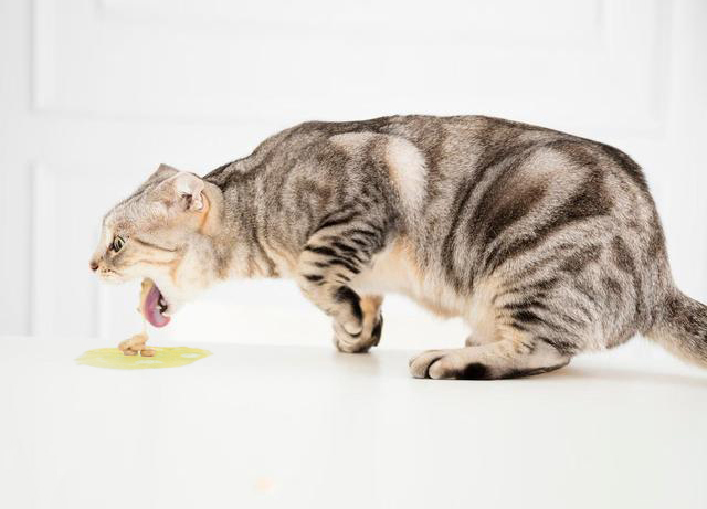 猫吐黄绿色的液体怎么回事？别慌，先排查这些原因！