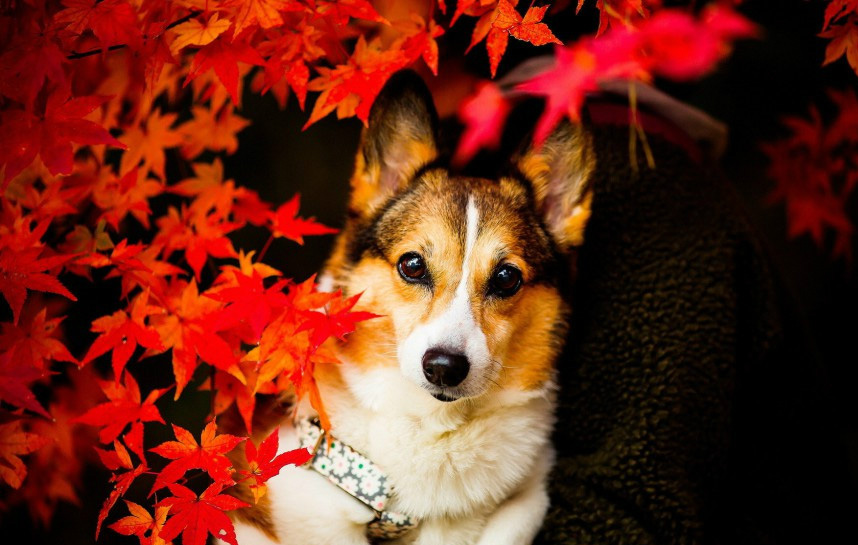 秋季狗狗养护全方位指南：从保暖到驱虫，一个都不能少！