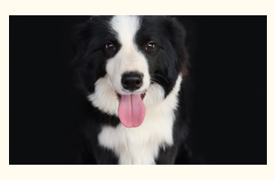 欧蕾  边牧  3岁   公犬 ​
