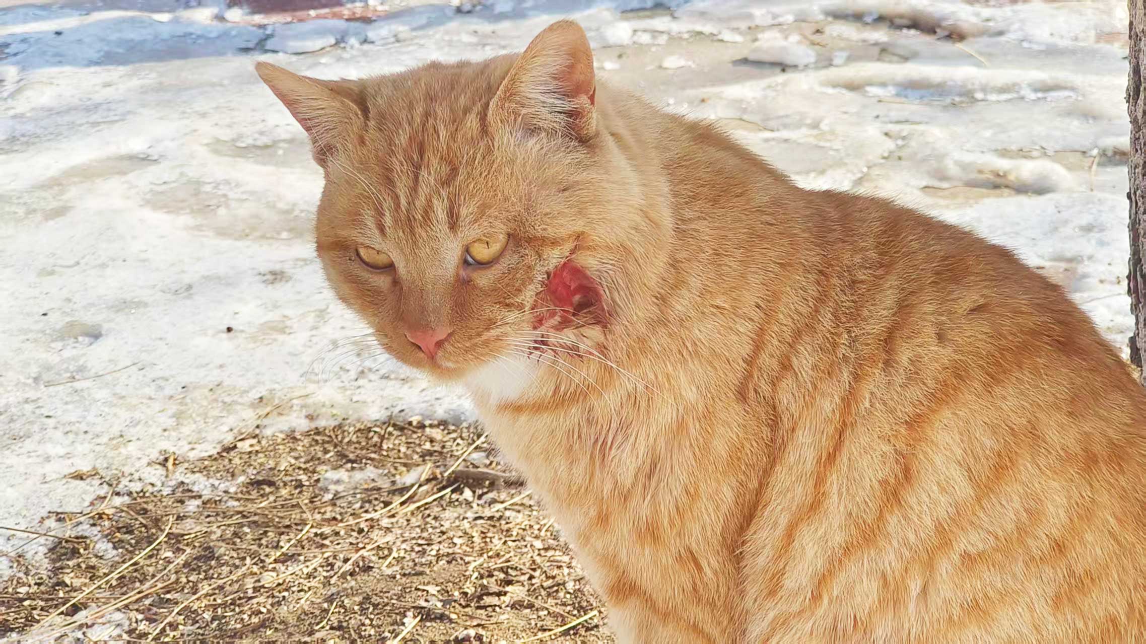 從校園貓老大到溫柔橘公公