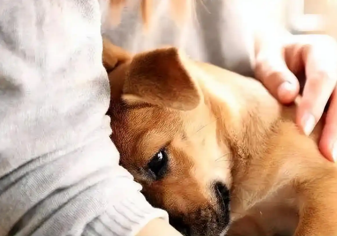 狗狗社恐？如何帮助狗狗克服社交恐惧！