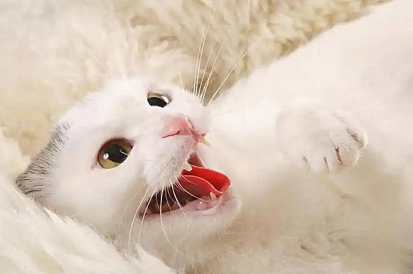 猫咪有哪些应激反应？受到惊吓后如何安抚！