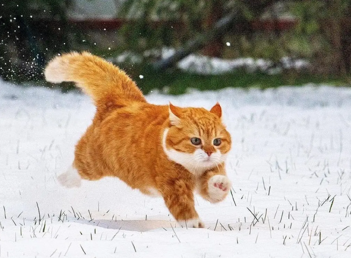 感冒？呕吐？皮肤病？冬季三大“猫病”如何预防？