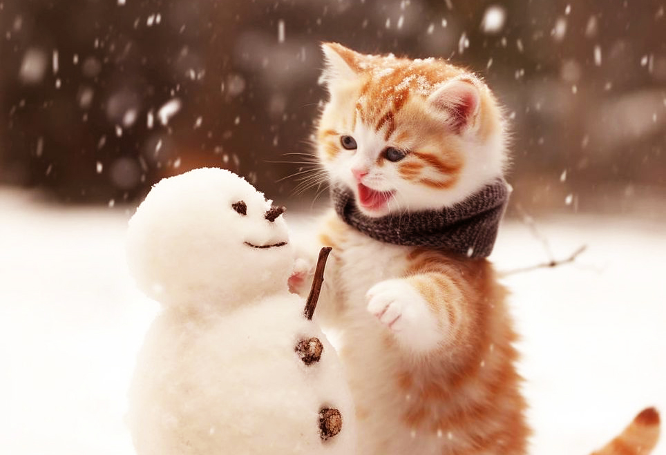 猫咪在度过“冬天”时，最想让铲屎官知道的7件事！