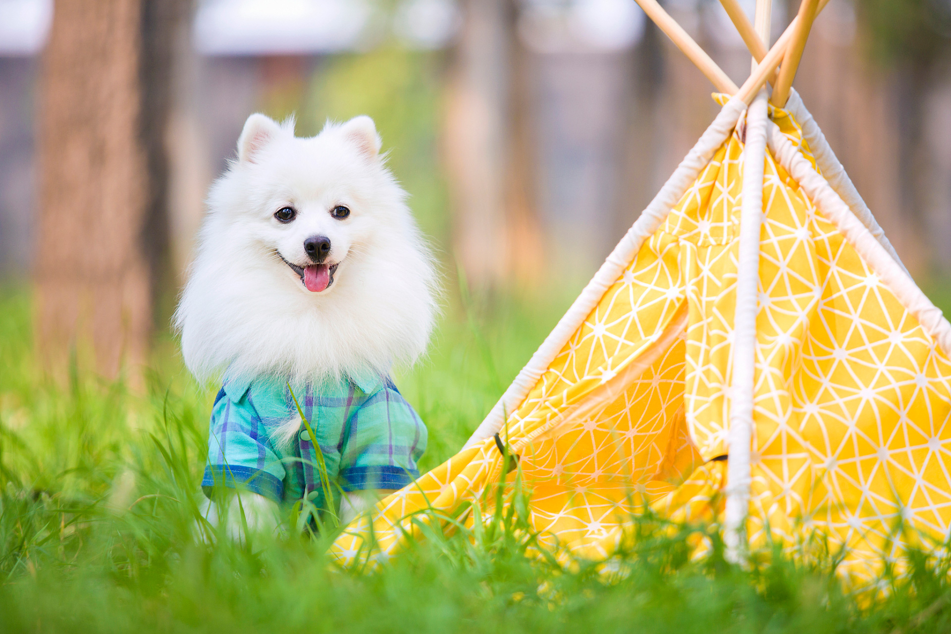 春季宠物健康警报：这5种高发疾病，现在预防还来得及~