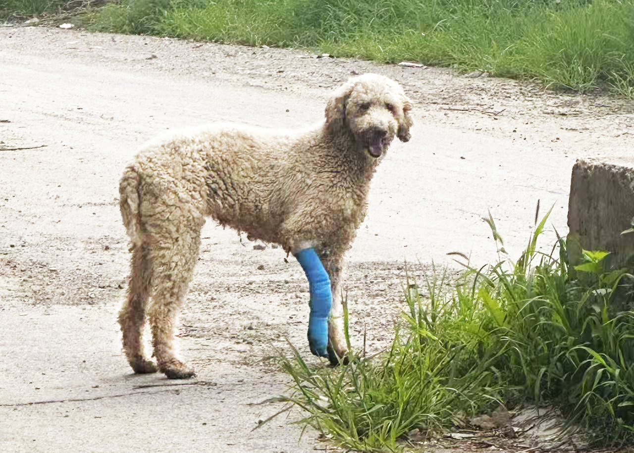 佟狀元的期盼：少了一條腿，仍想做你的寶貝