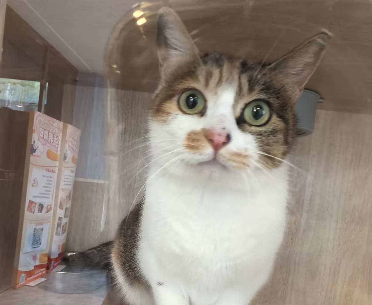 三花大美女，等一個專屬的家