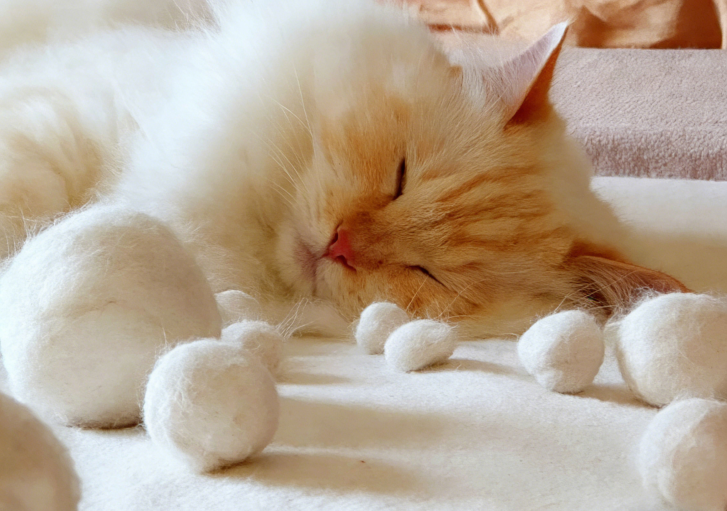 换季|毛球症|警惕！！你的猫有这些症状吗！！