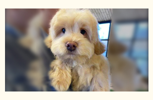 李寻寻  田园犬    1岁   公犬 ​