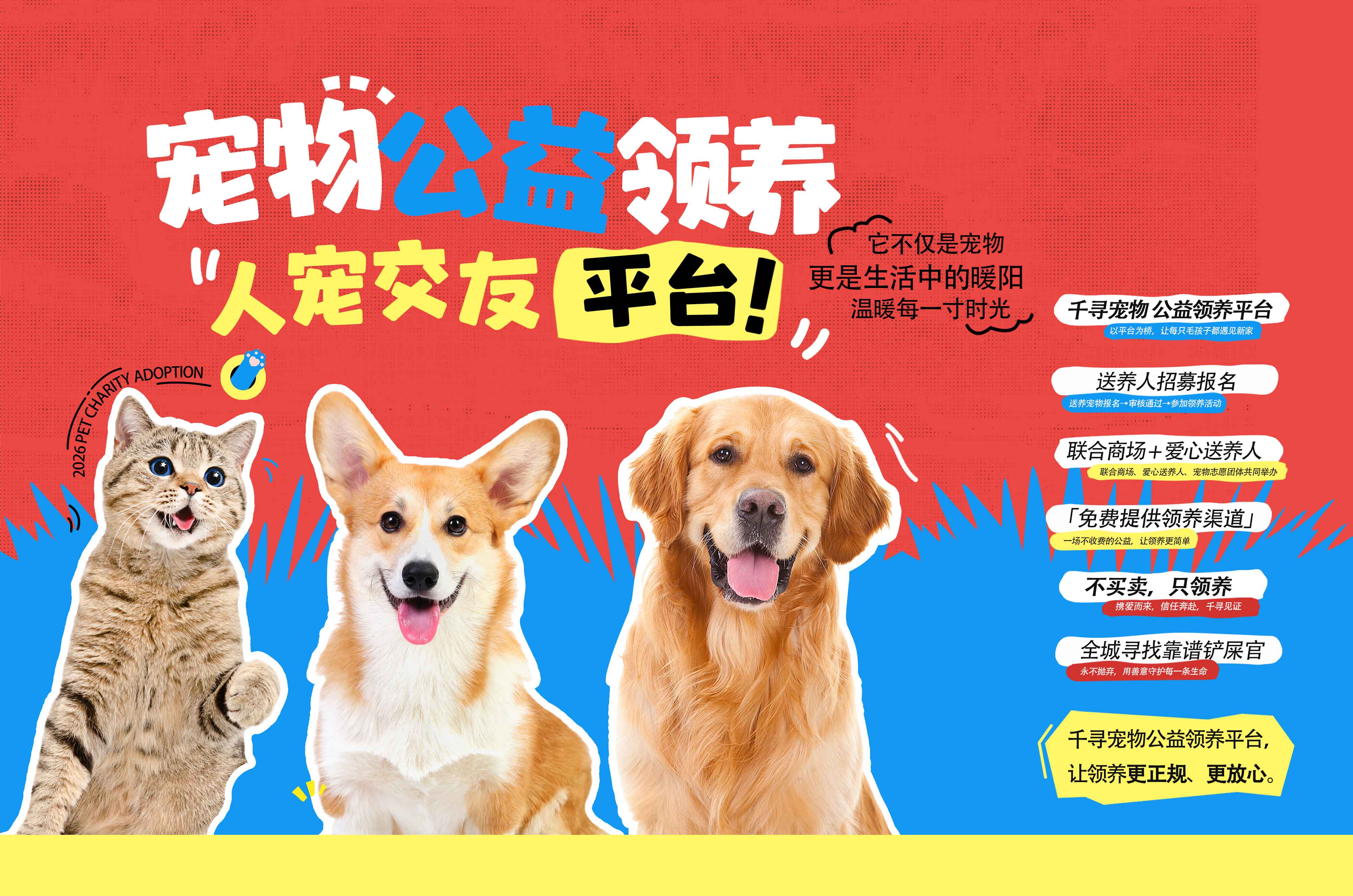 千寻全新公益领养平台丨以爱为桥 不再流浪