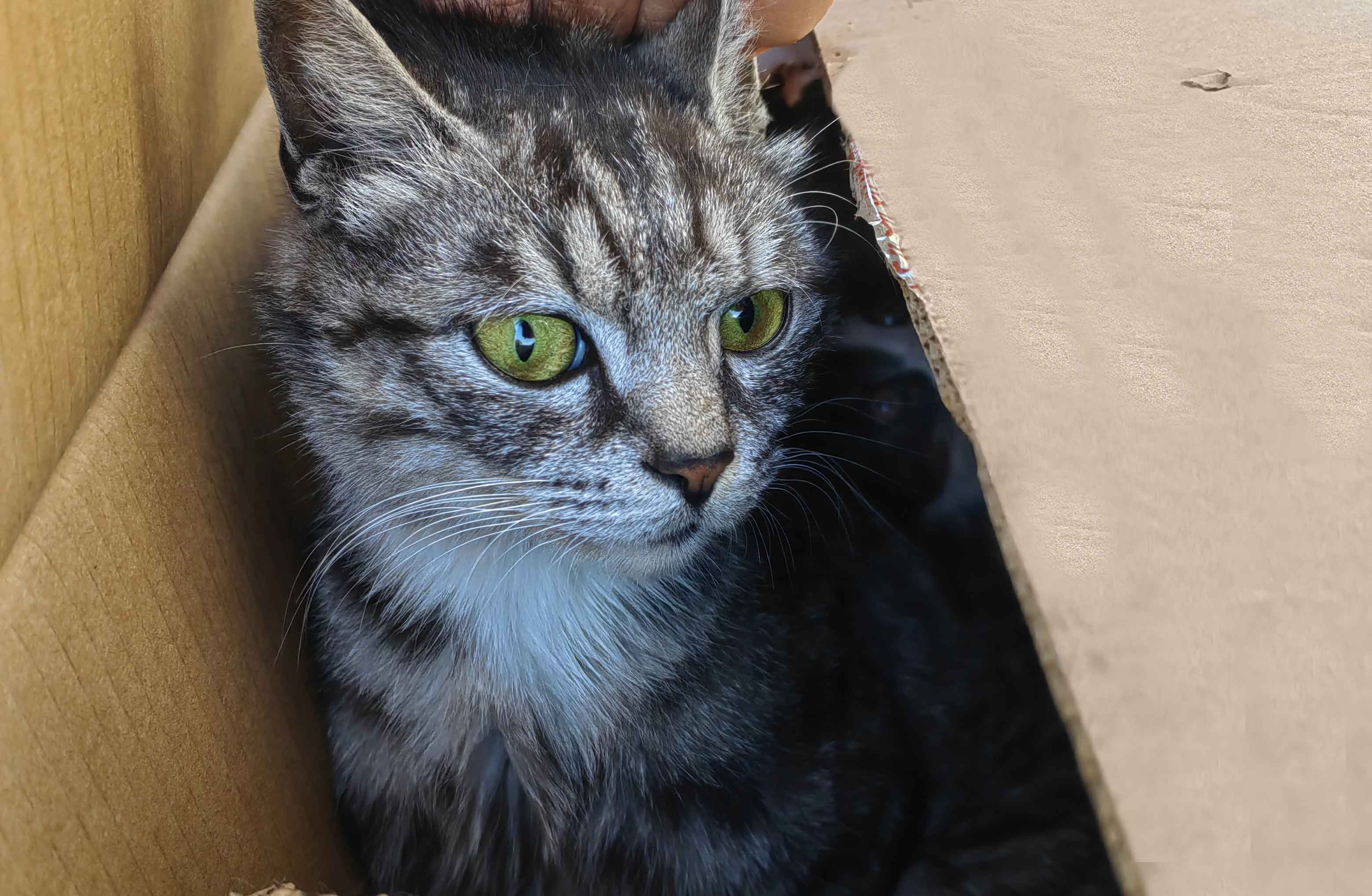 一只美短串媽媽的等待……