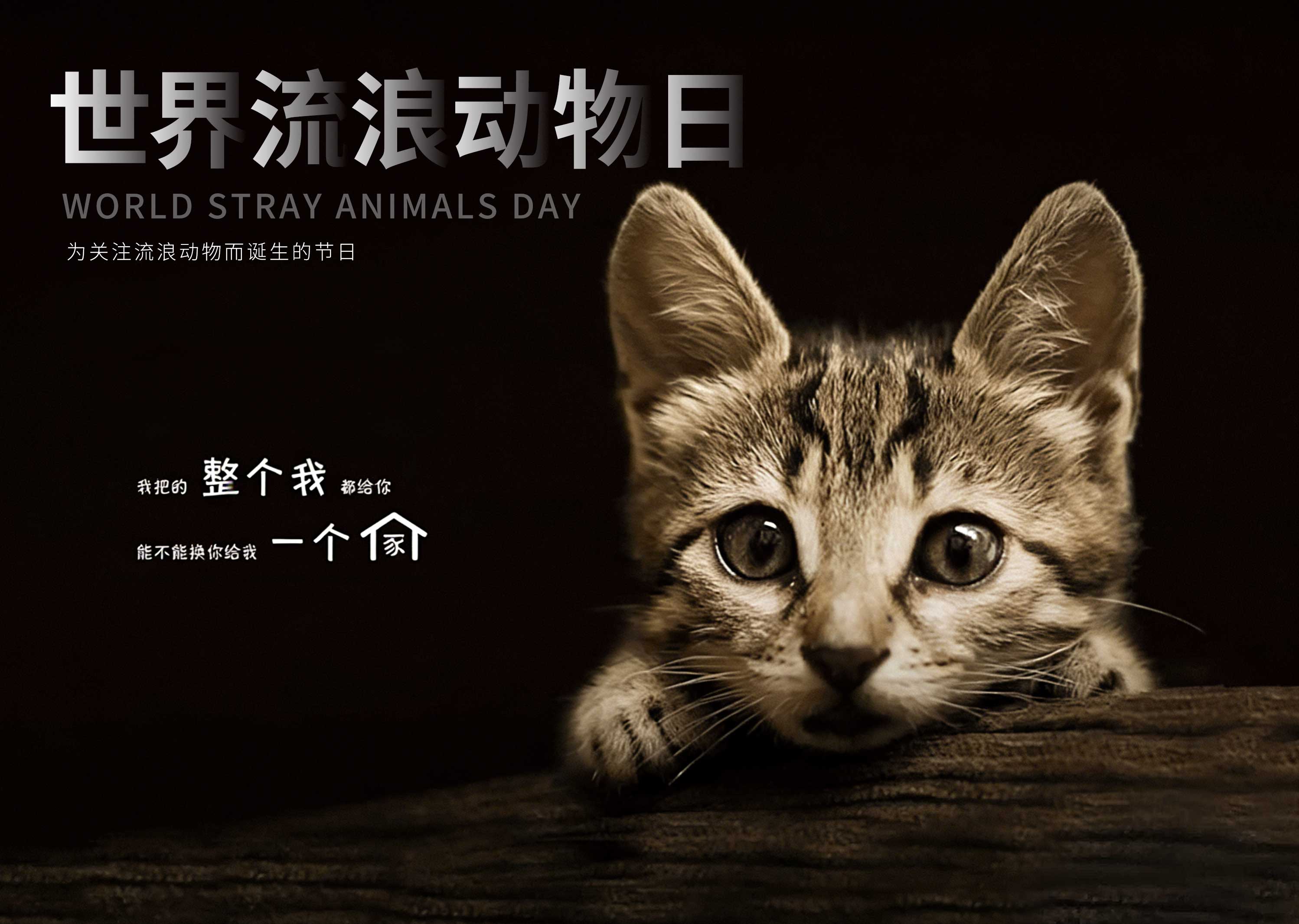 4.4国际流浪动物日 |用爱终止流浪！