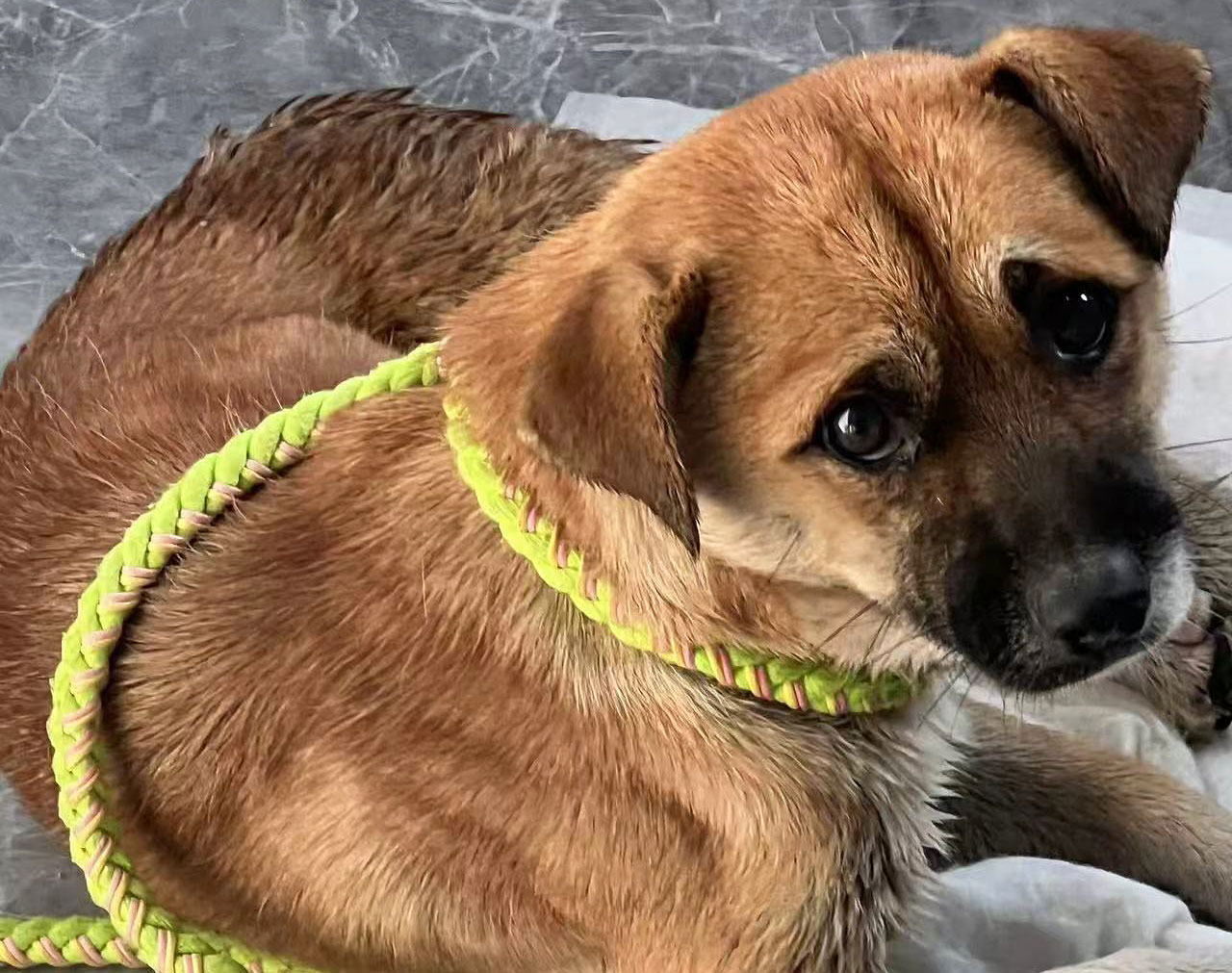 深井救援：守護一只流浪小土狗