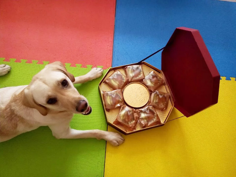 中秋节宠物饮食丨猫狗是否适合食用月饼和螃蟹？