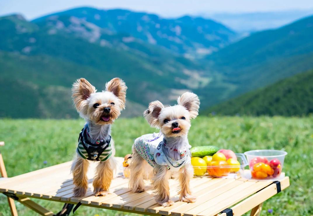 国庆中秋假期必备：携宠出行攻略~