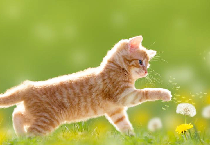 貓咪智商排名丨看看你家貓咪有沒有上榜？