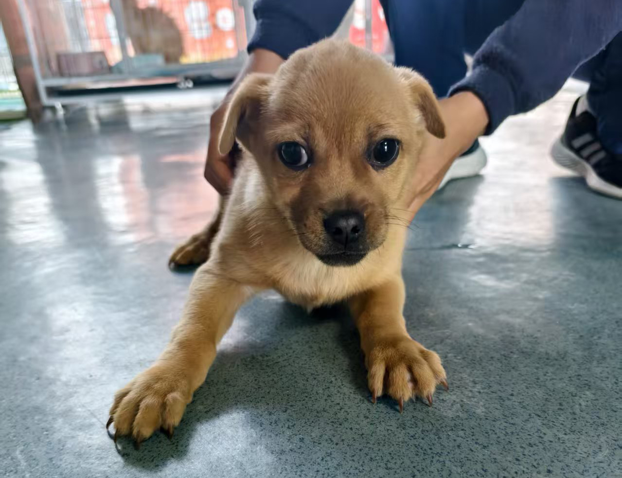 李有味的心愿：我還能等到愛我的主人嗎？