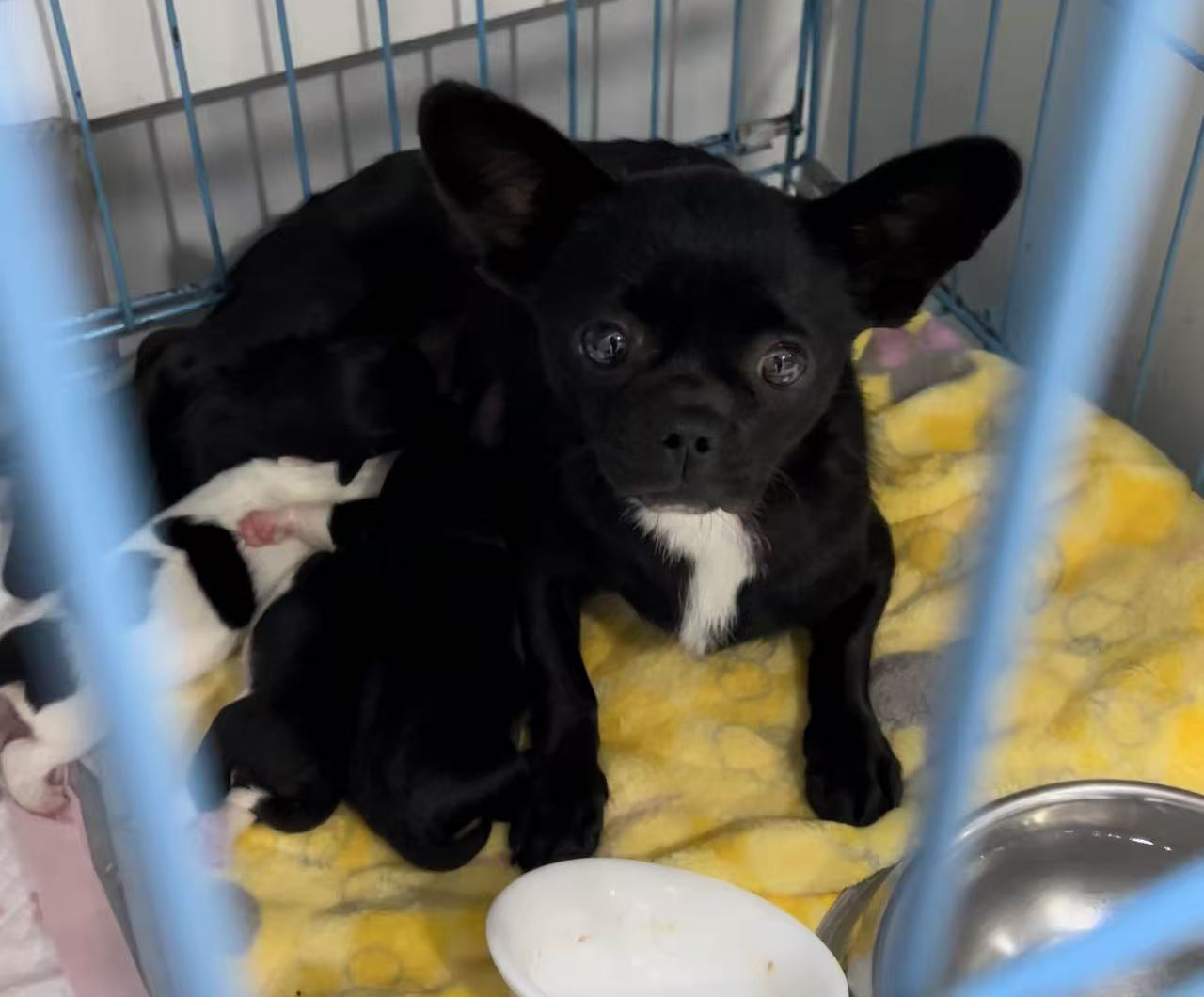 煤球媽媽和四小只，盼一個溫暖家